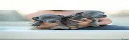 Staffordshire Bull Terrier dogs for sale: Staffordshire bull  - Advert 9