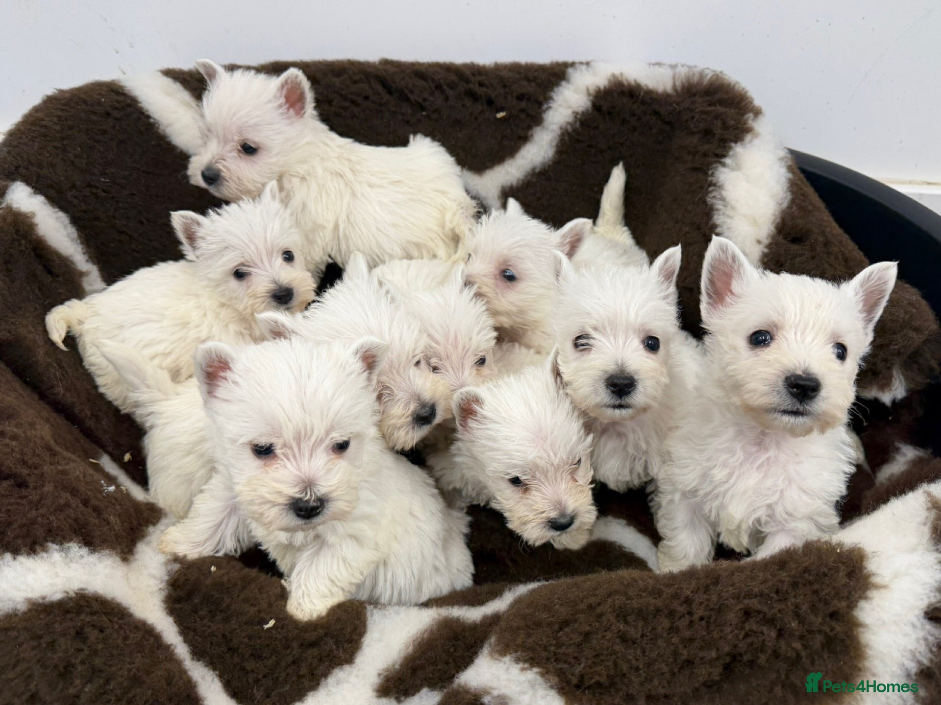 West Highland Terrier dogs West Highland Terrier Pups - Advert 1