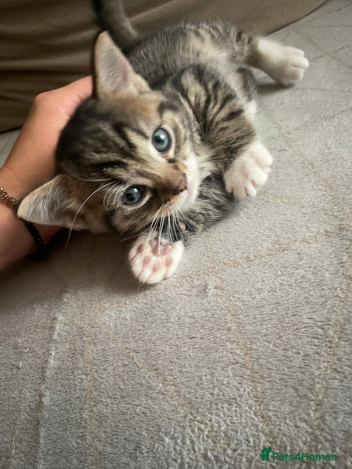 Mixed Breed cats for sale: Sweet kitty for sale 🩷🩷🩷 - Advert 2
