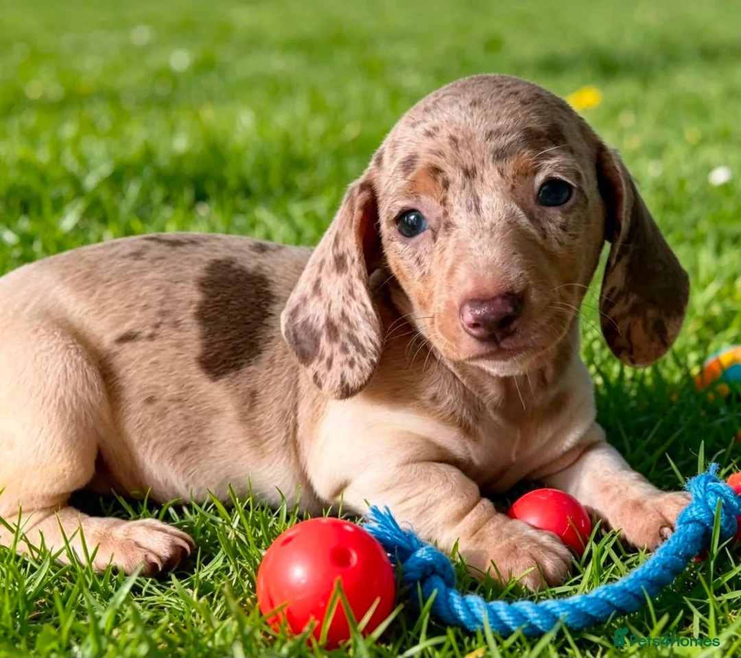 Miniature Dachshund dogs for sale: 🐾 Gorgeous Miniature Dachshund Puppies 🐾 - Advert 1