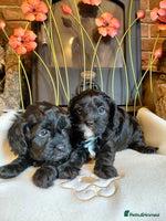 Cavapoo dogs - Advert 1