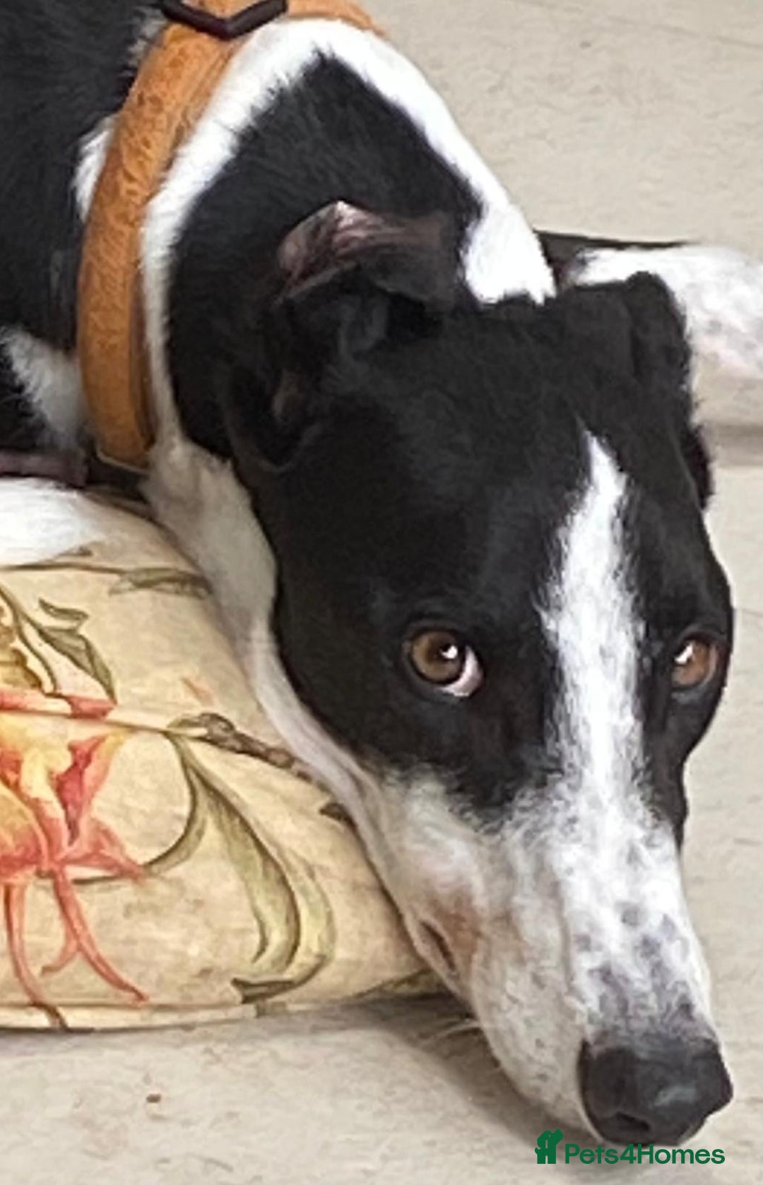 Greyhound dogs for sale: Louie loving house trained greyhound laid back - Image 6