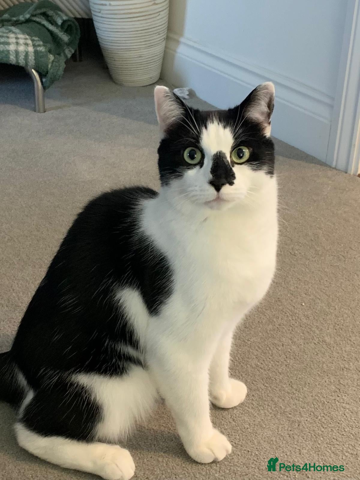 Domestic Shorthair cats Gentle Monty is looking for his new family - Advert 11