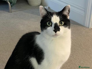 Domestic Shorthair cats Gentle Monty is looking for his new family - Advert 18