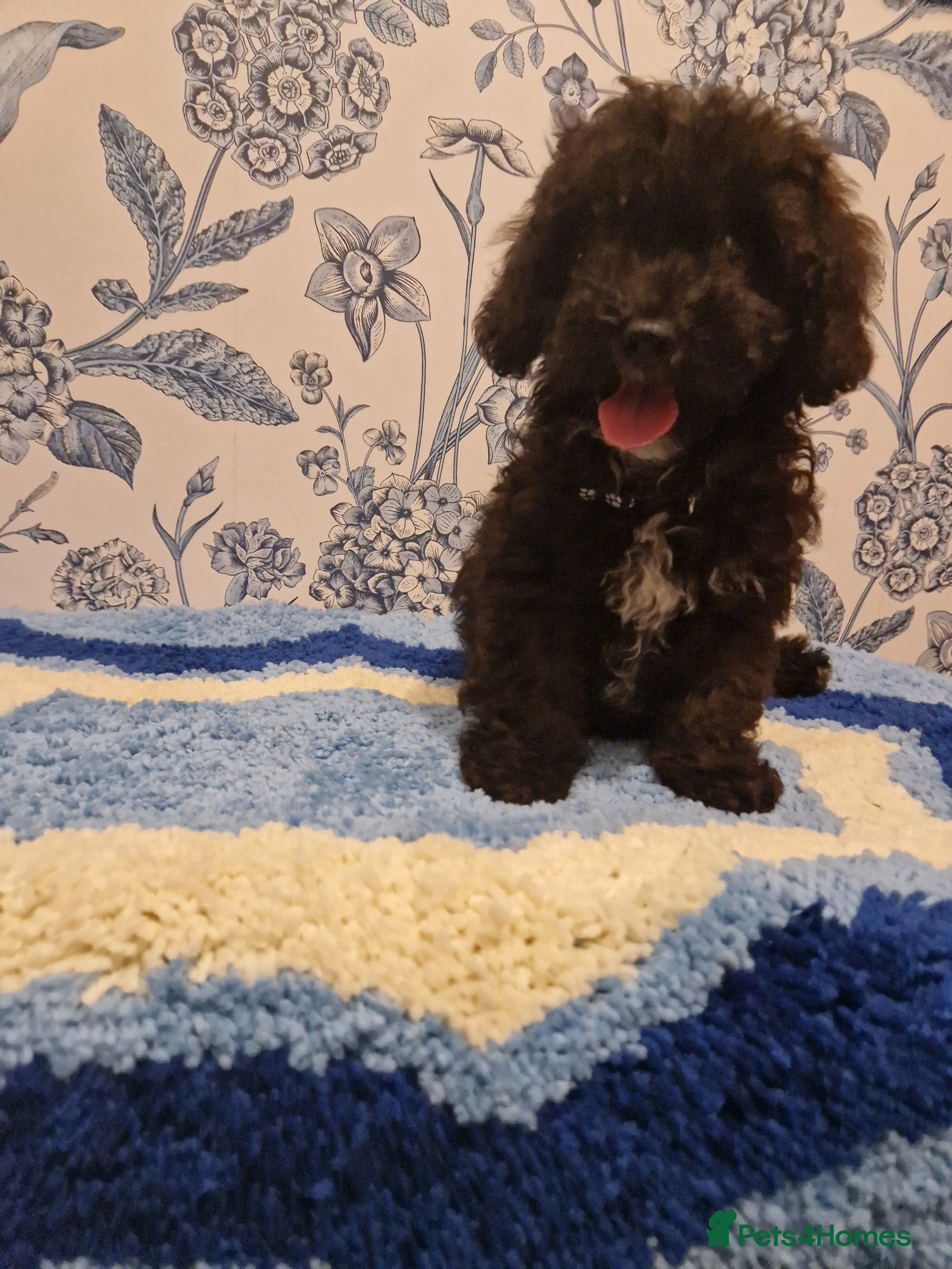 Poochon dogs Adorable Poochons Looking for their new families - Advert 2