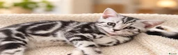 British Shorthair cats for sale: Stunning Silver BSH Kittens GCCF Champion Lines - Advert 30