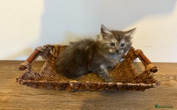 Maine Coon cats for sale: 🐾 Russian Maine Coon Kittens – TICA Registered 🐾 - Image 13