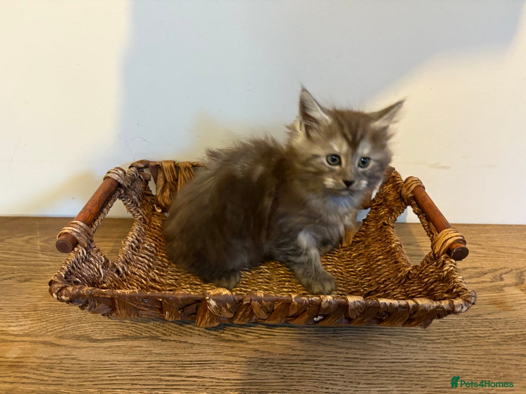 Maine Coon cats for sale: 🐾 Russian Maine Coon Kittens – TICA Registered 🐾 - Image 13