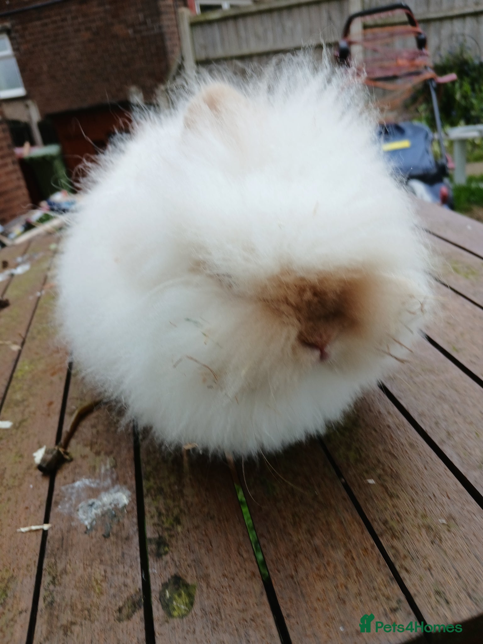 Lionhead rabbits Beautiful lionhead buck - Advert 7