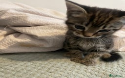 Mixed Breed cats for sale: Beautiful kitten  - Image 2