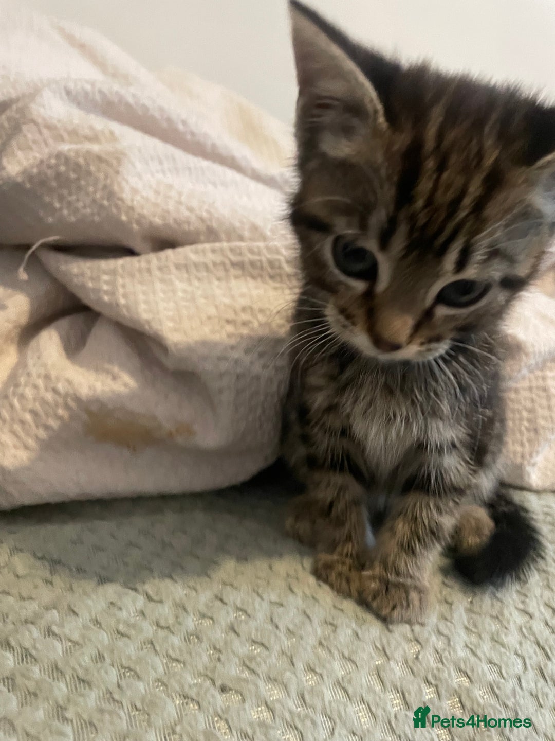 Mixed Breed cats for sale: Beautiful kitten  - Image 2