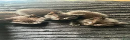 Mixed Breed cats for sale: Gorgeous kittens  - Advert 16