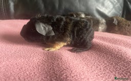 Guinea Pig rodents for sale: Cali breedings skinny pig carriers - Advert 2