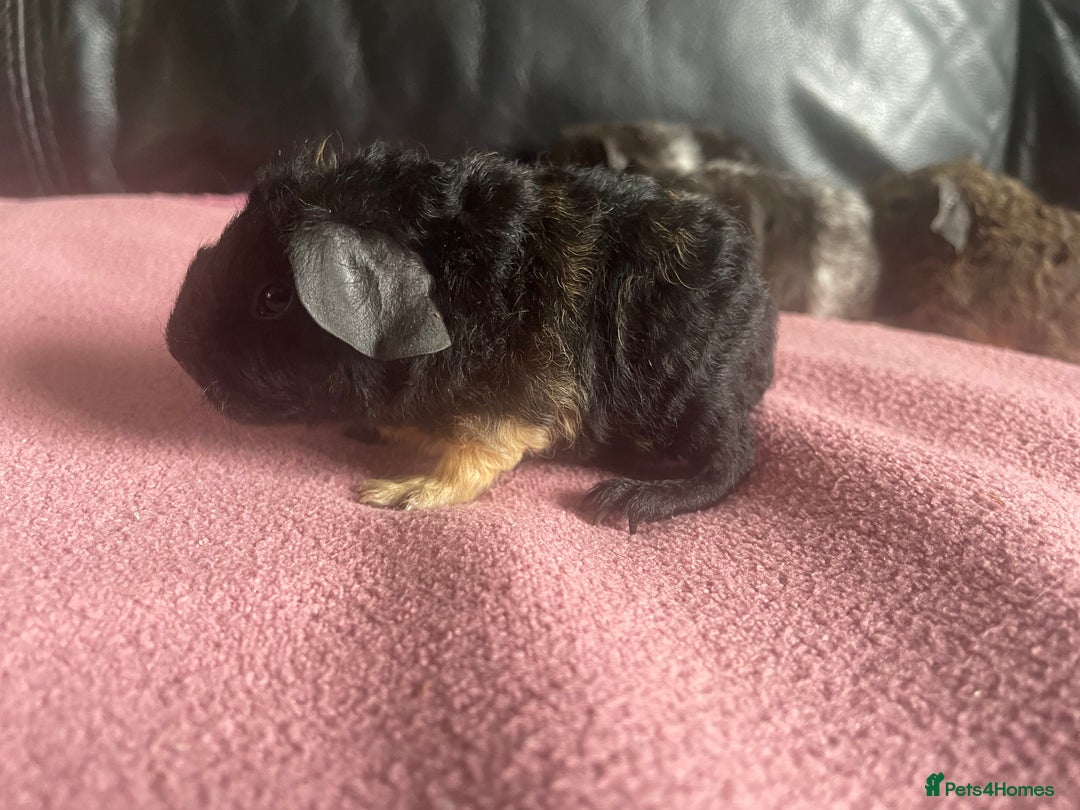 Guinea Pig rodents for sale: Cali breedings skinny pig carriers - Advert 2