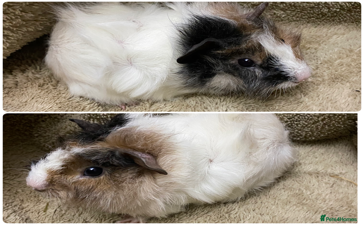 Guinea Pig rodents Gorgeous female guinea pigs  - Advert 17