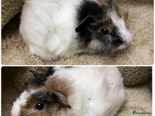 Guinea Pig rodents Gorgeous female guinea pigs - Advert 14