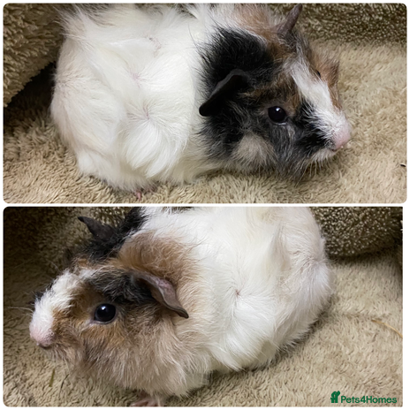 Guinea Pig rodents Gorgeous female guinea pigs - Advert 17