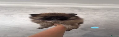 Pomeranian Puppy 1