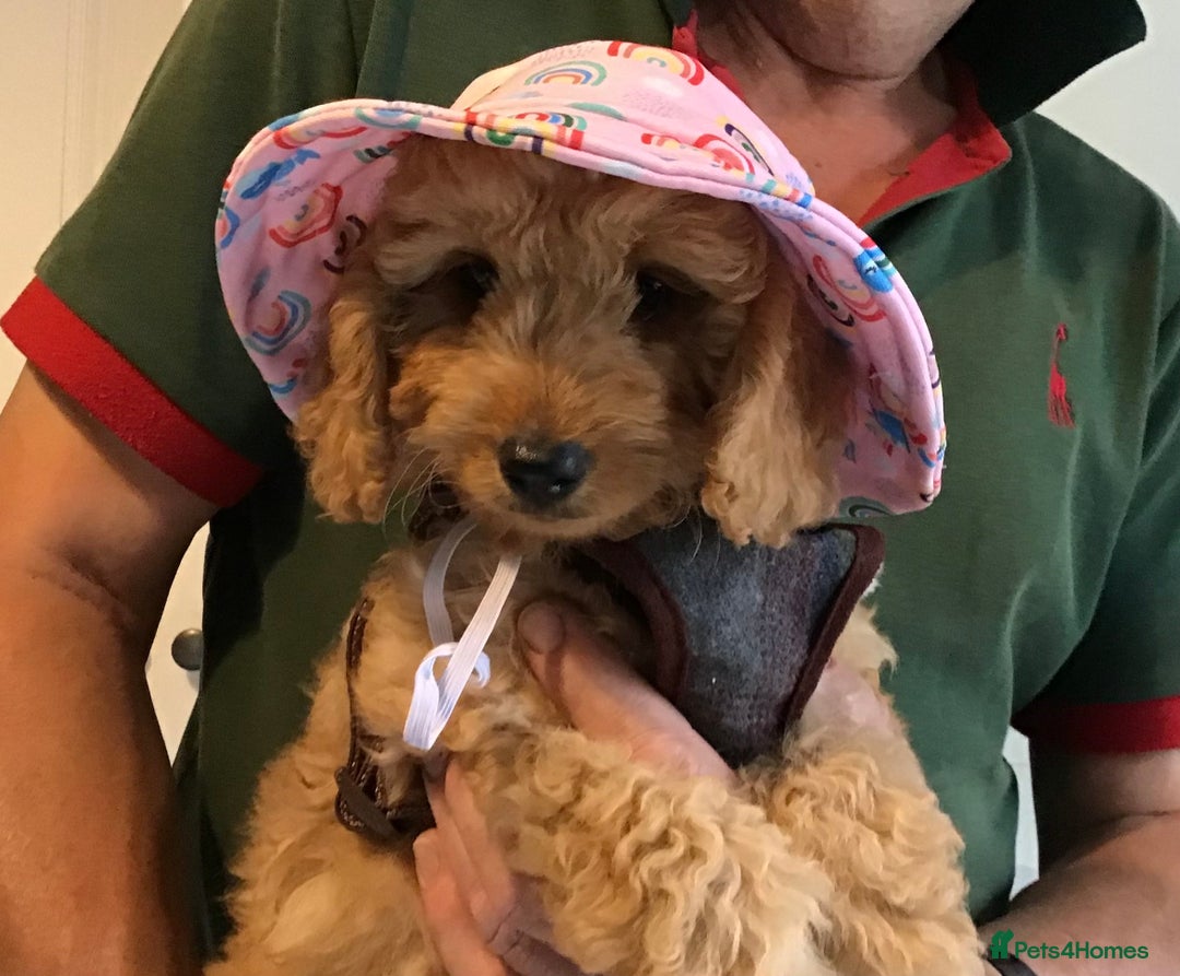 Labradoodle dogs for sale: 5* F1B Mini Labradoodles - health tested  - Image 16