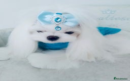 Maltese dogs for stud: ❤️health tested Tiny Korean Maltese boy❤️ - Image 6