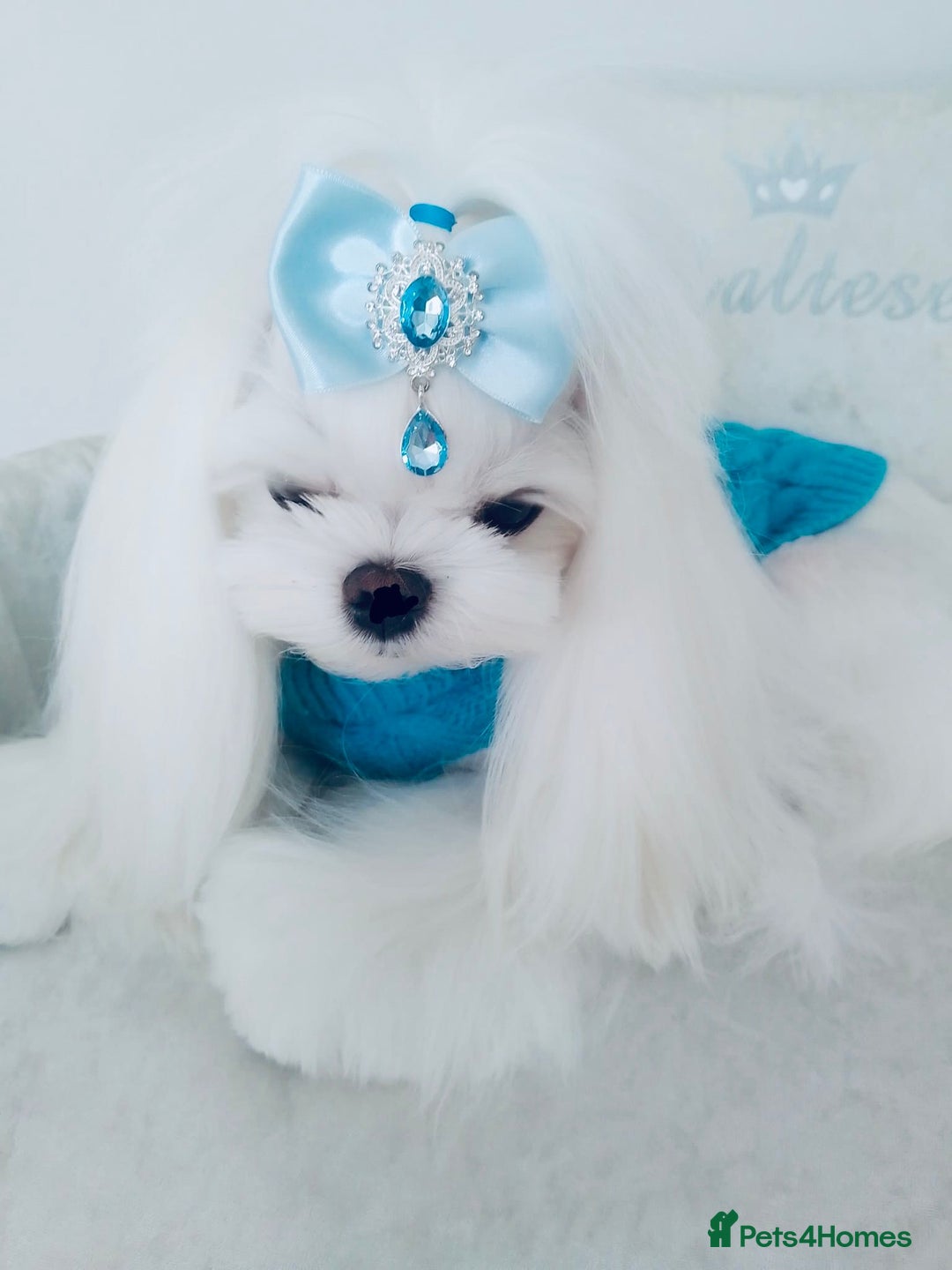 Maltese dogs for stud: ❤️health tested Tiny Korean Maltese boy❤️ - Image 6