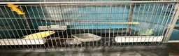 Parakeets birds for sale: Breeding pair of kakariki with cage - Advert 1
