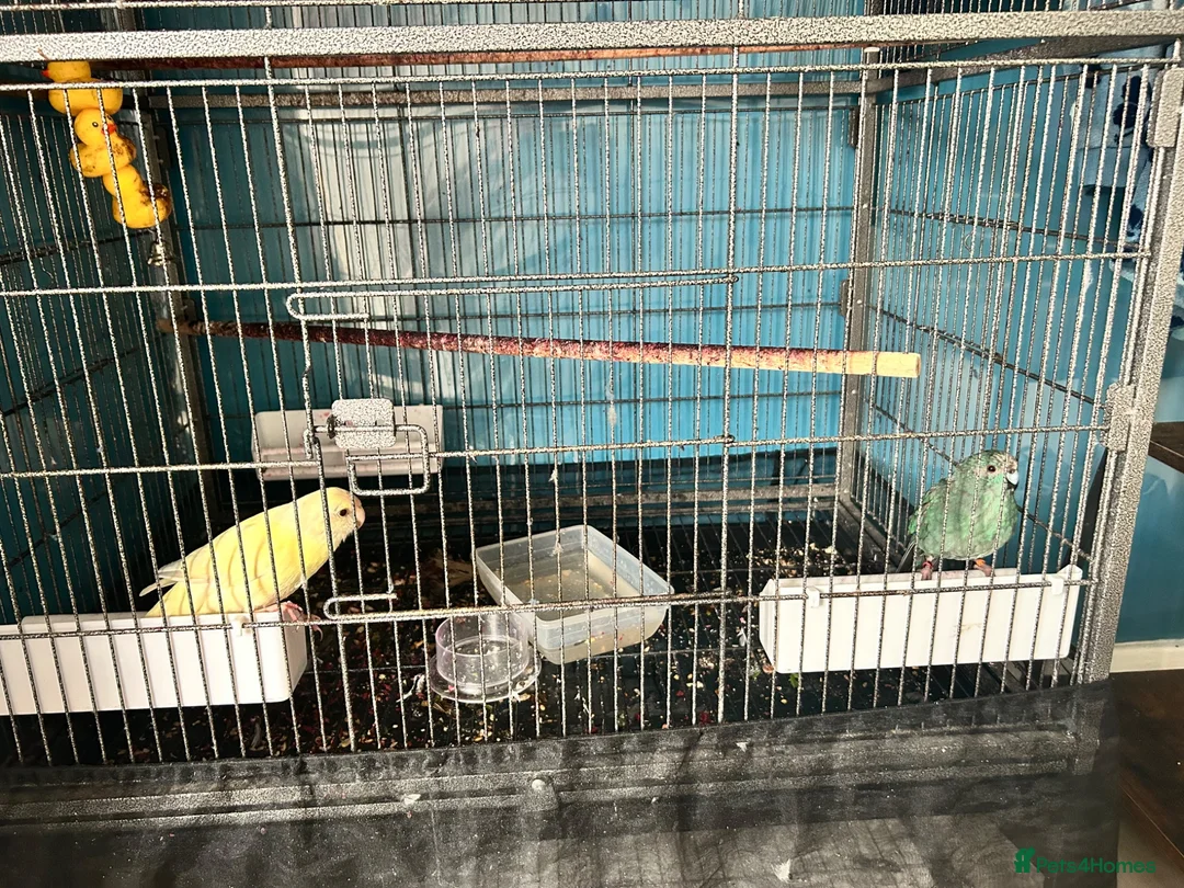 Parakeets birds for sale: Breeding pair of kakariki with cage - Advert 1