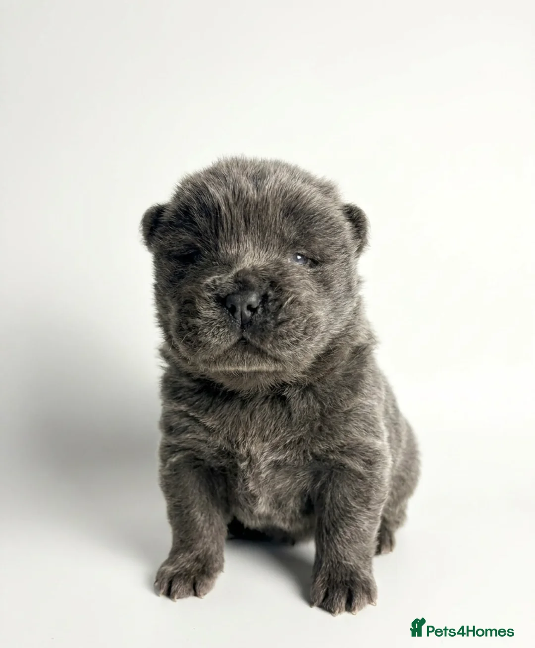 Chow Chow dogs for sale: Beautiful Chow Chow Puppies  - Advert 10