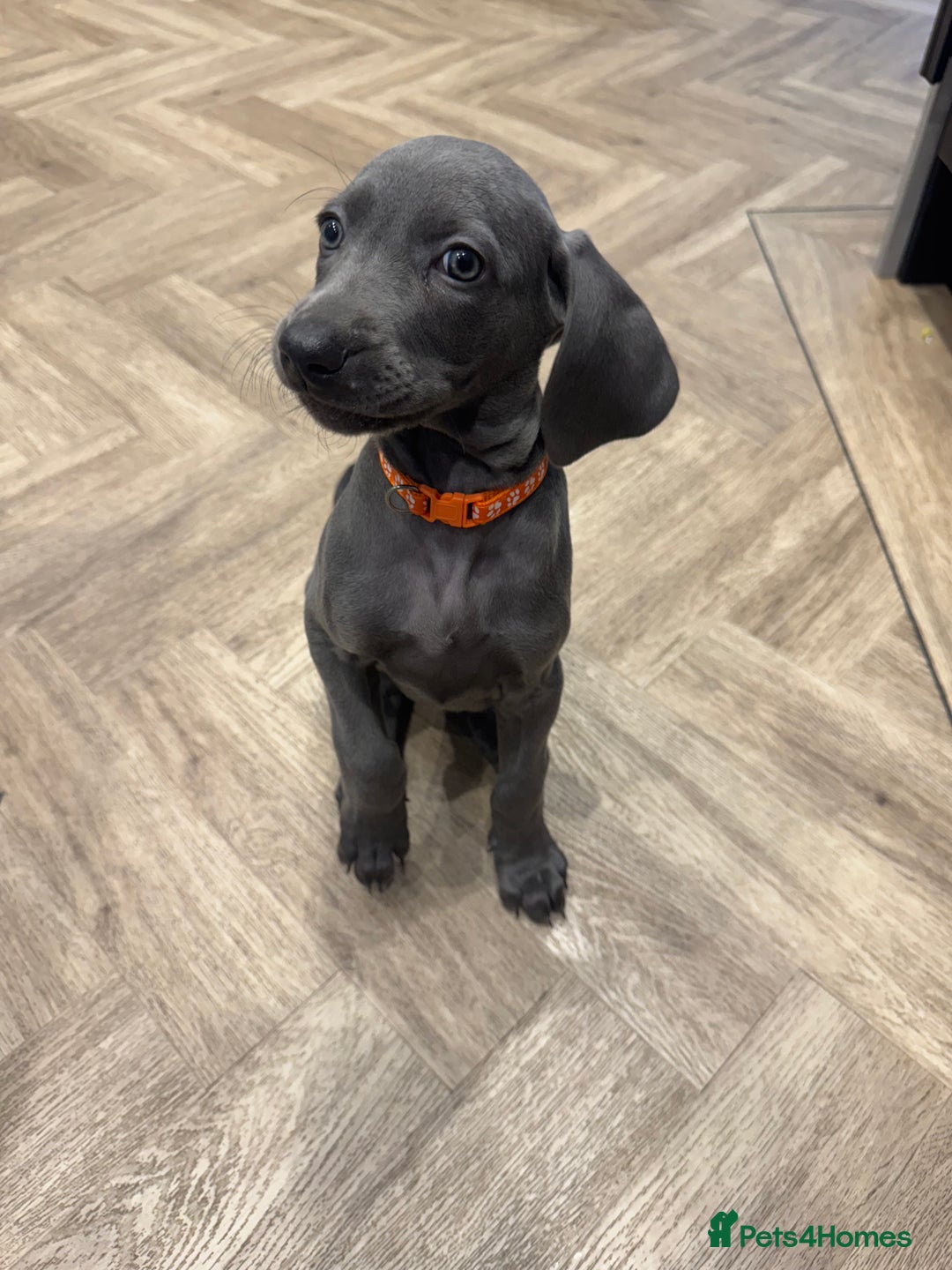 Weimaraner dogs for sale: 🐾 KC Weimaraners, ready now 🐾  - Advert 26