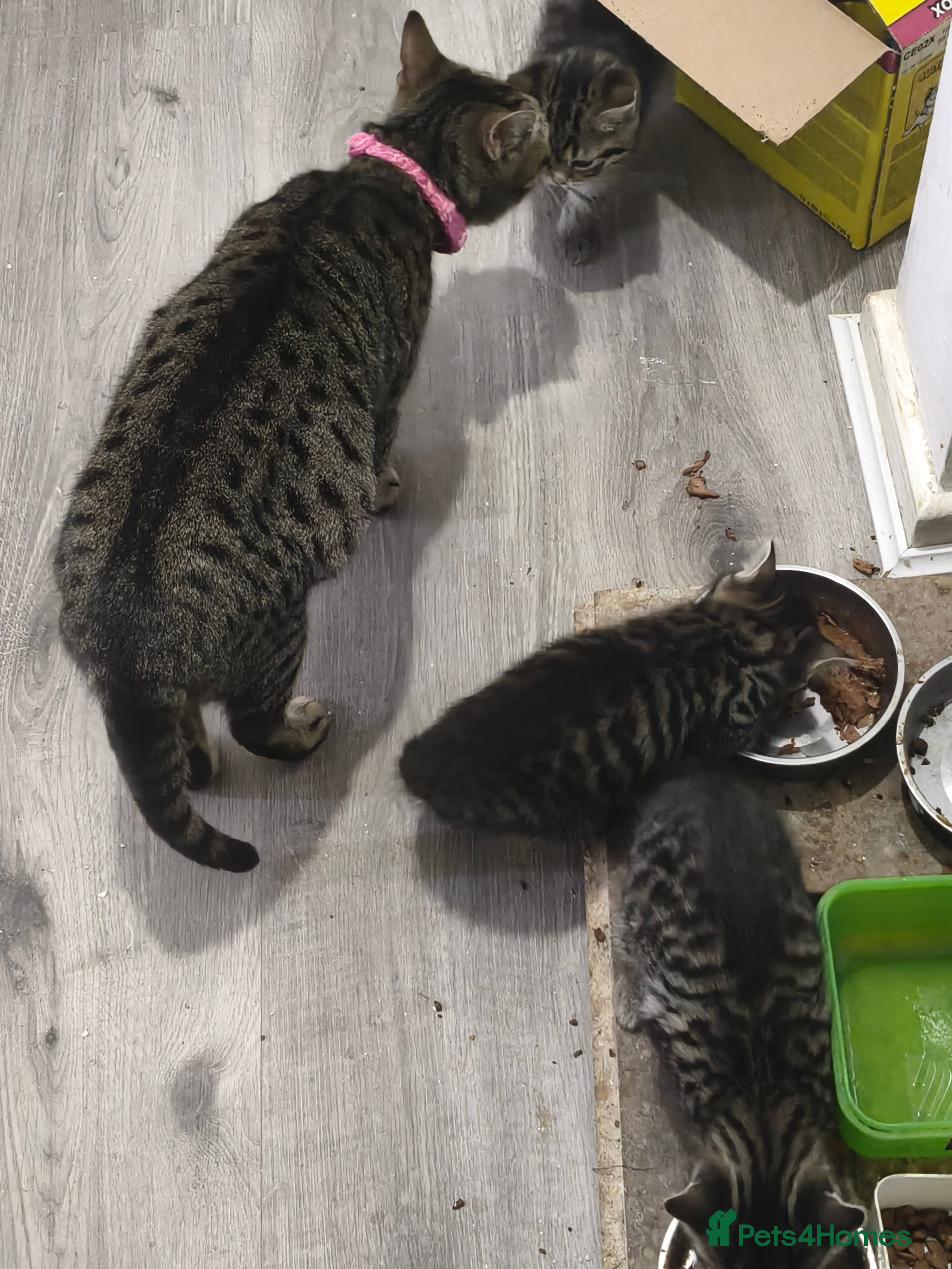 Bengal cats Kittens - Advert 2