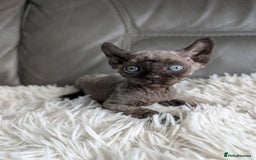 Sphynx cats for sale: Sphynx kittens - Image 27