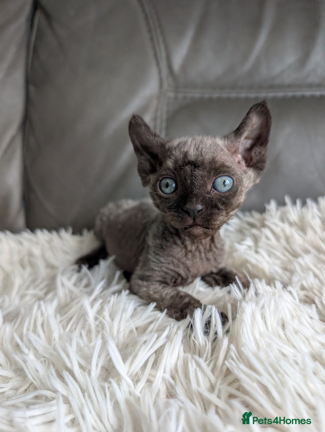 Sphynx cats for sale: Sphynx kittens - Image 27