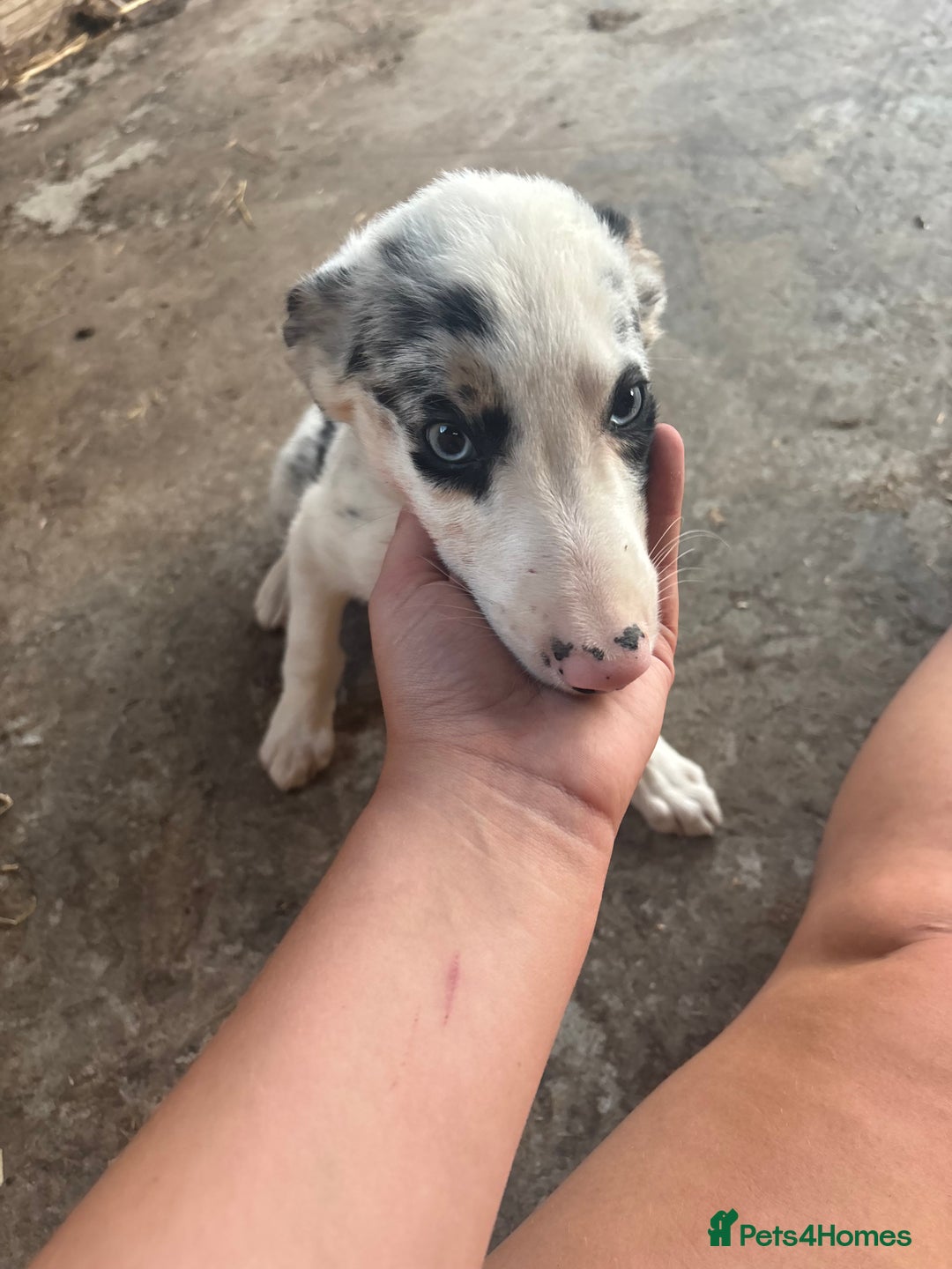 Bearded Collie dogs for sale: 2 collies for sale  - Image 17