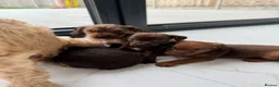 Mixed Breed dogs for sale: 5 Beautiful Chocolate brown & Tan Puppies  in Egham - Advert 22