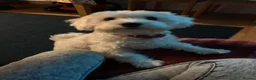 Maltese dogs for sale: Cute puppies❤️💜🩵🩶 - Advert 17