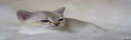 Burmese cats for sale: Burmese kittens - Advert 4