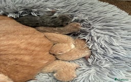 British Shorthair cats for sale: 5 TICA BRITISH SHORTHAIRED KITTENS - Image 8