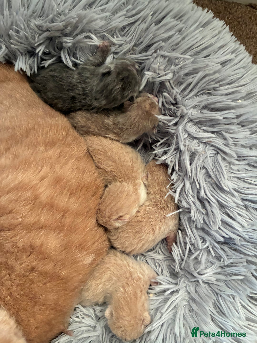 British Shorthair cats for sale: 5 TICA BRITISH SHORTHAIRED KITTENS - Image 8