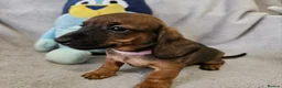 Dachshund dogs for sale: Gorgeous Long hair and short hair puppies - Advert 6
