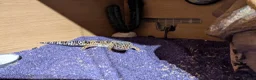 Leopard Gecko reptiles for sale: Leopard gecko  - Advert 5