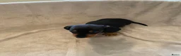 Dachshund dogs for sale: 7 beautiful puppy’s looking for a forever home.  - Advert 16