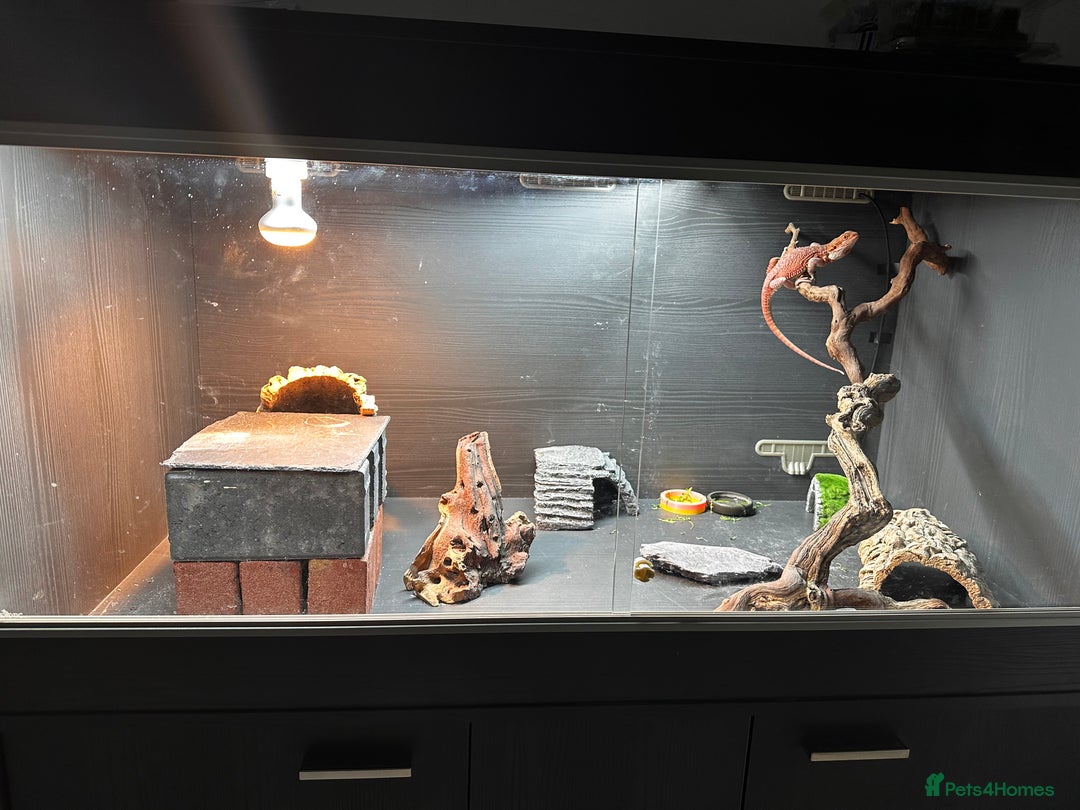 Bearded Dragon reptiles for sale: WOLFGANG x Humbug  - Advert 11