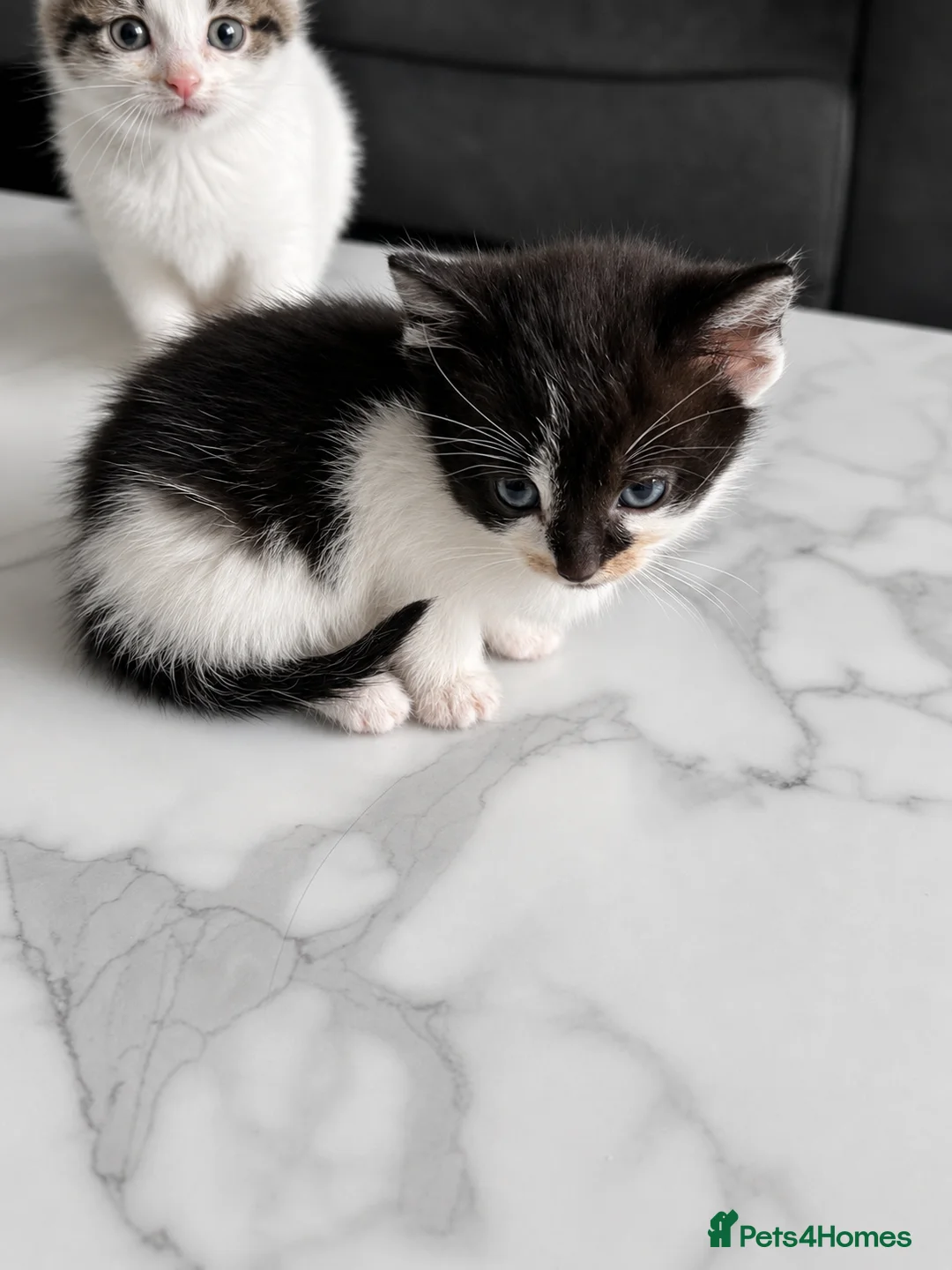 Mixed Breed cats for sale: *Ready to leave* black and white kitten - Advert 2