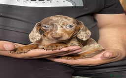 Miniature Dachshund dogs for sale: Miniature Dachshund Puppies - Image 8