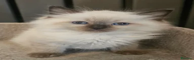 Ragdoll 8