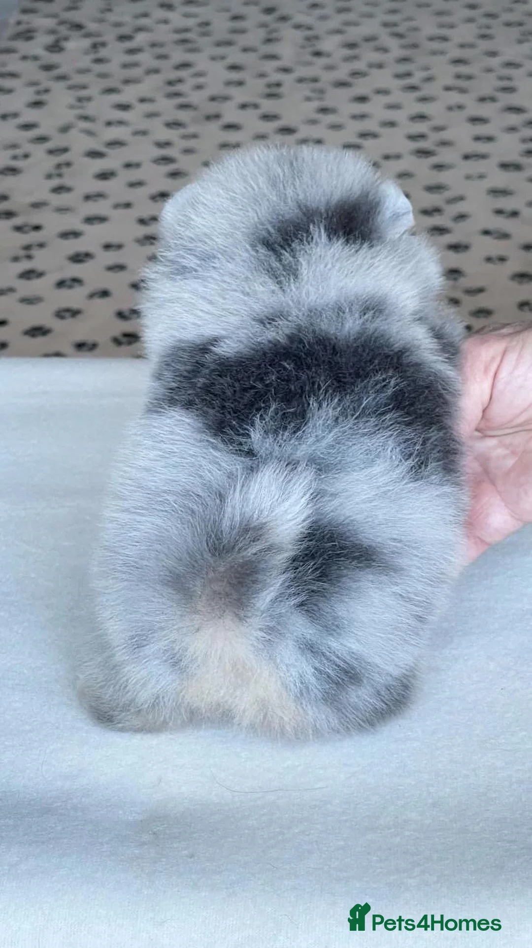 Pomeranian dogs for stud: Rare Blue & Tan Merle Pomeranian Stud – London  - Advert 3