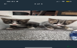 British Shorthair cats for sale: Male kitten  - Image 2