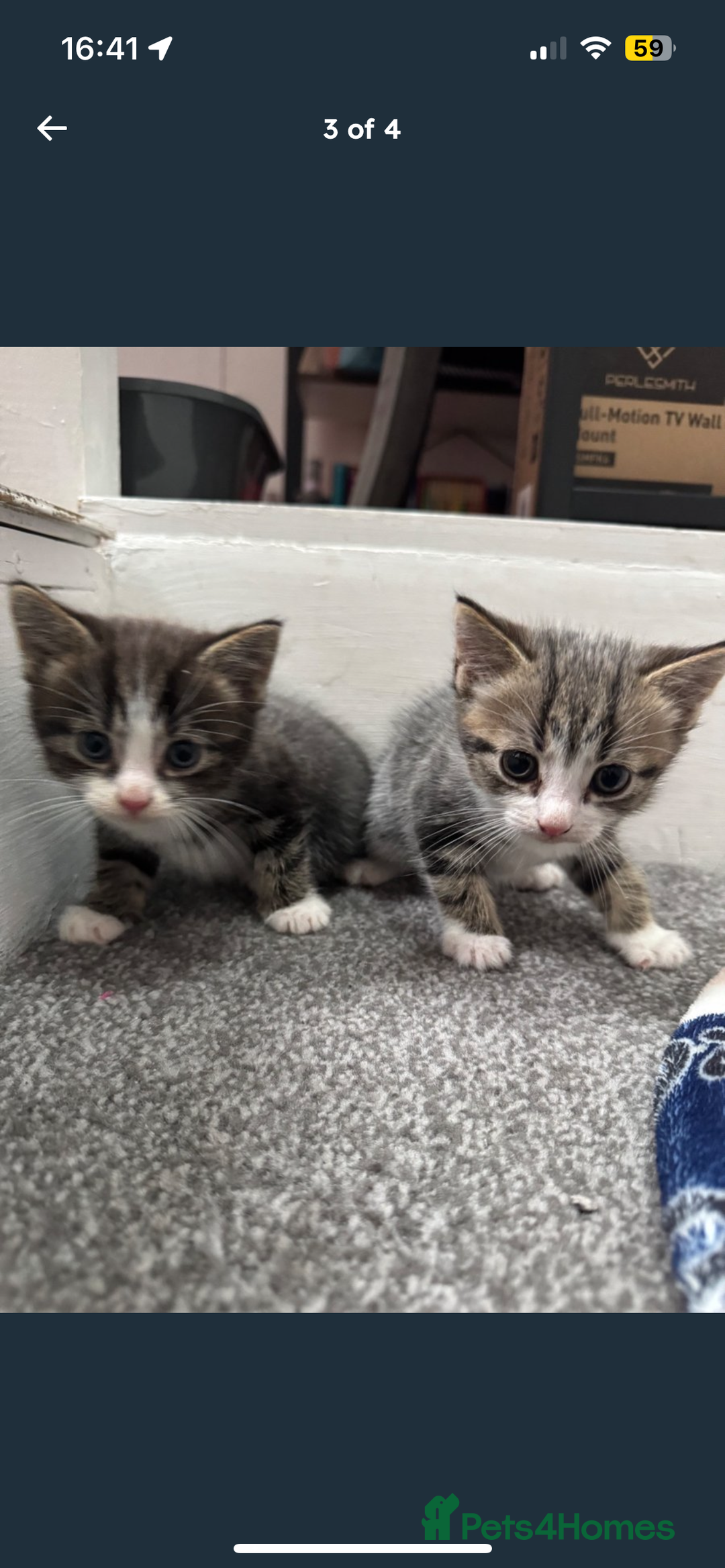 British Shorthair cats for sale: Male kitten  - Image 2