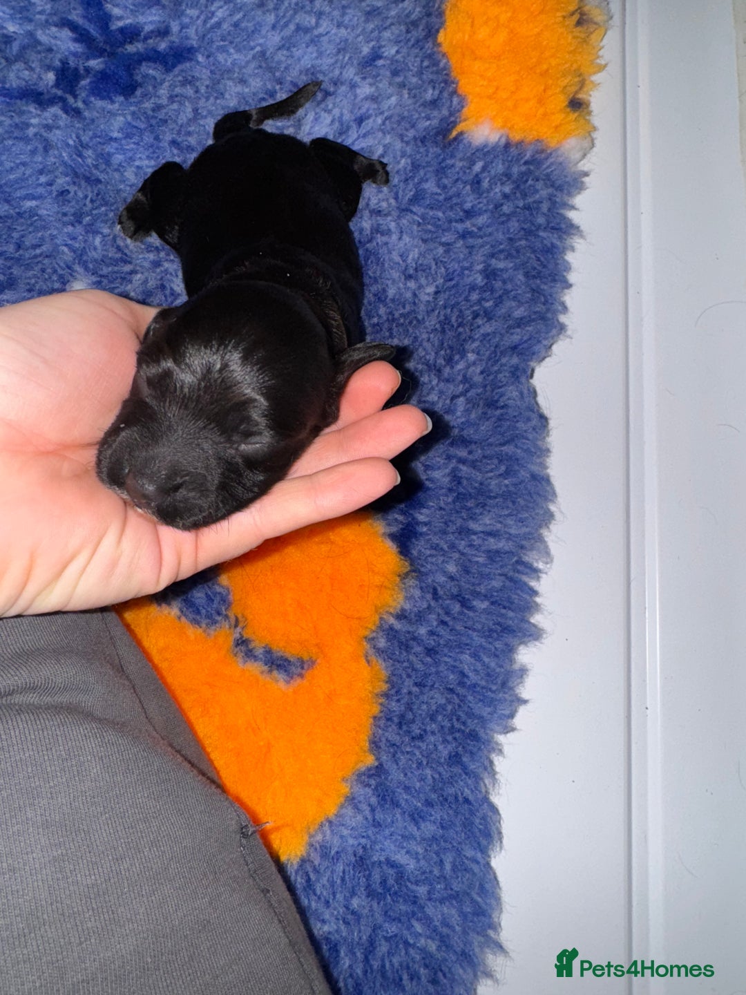 Sprocker dogs for sale: Sprocker Spaniel Puppies - Advert 8