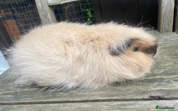 Guinea Pig rodents for sale: Lovely friendly Swiss sow - Image 3